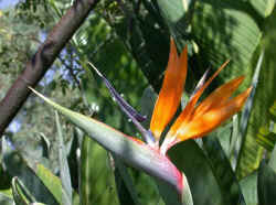 Bird of paradise 1.jpg (62389 bytes)