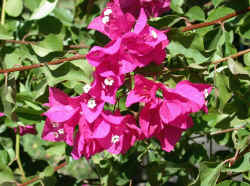 Bougainvillea.jpg (87827 bytes)