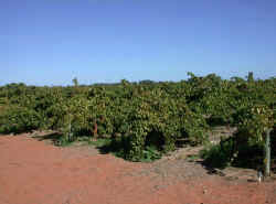 Front vineyard 1.jpg (78633 bytes)