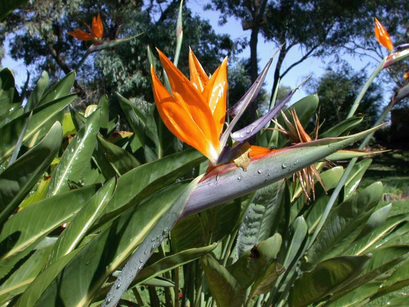 Bird of paradise 2