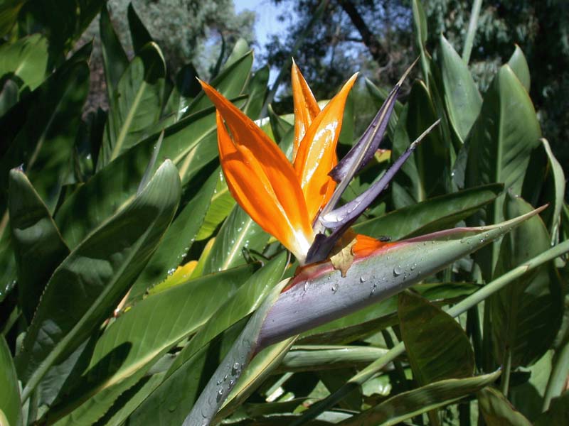 Bird of paradise 3