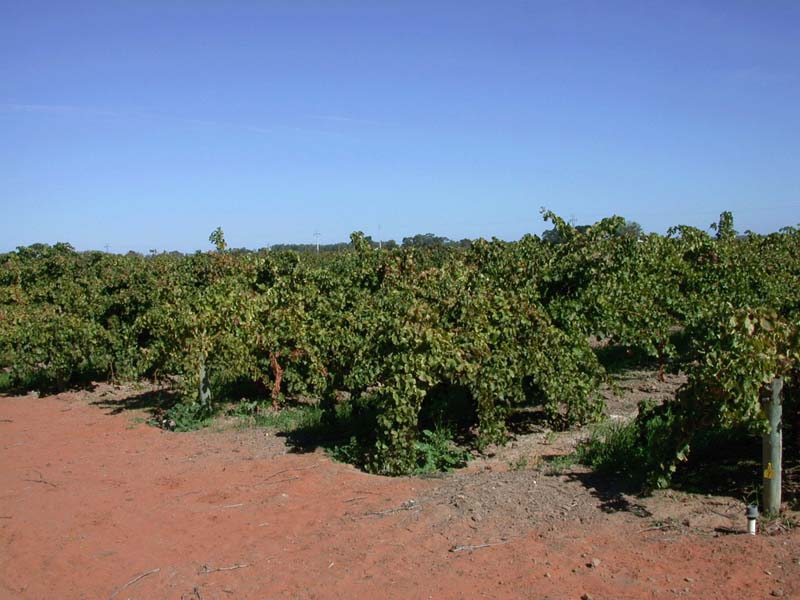Front vineyard 1
