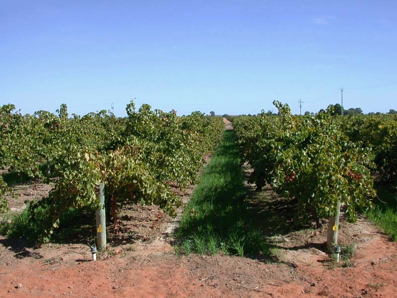 Front vineyard 2