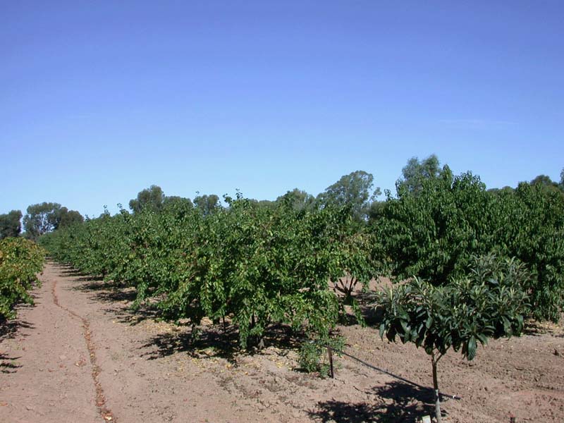 Kitchen garden 2