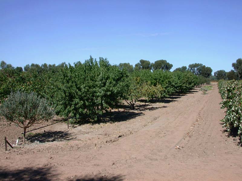 Kitchen garden