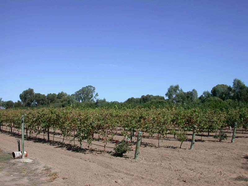 Lower vineyard 4