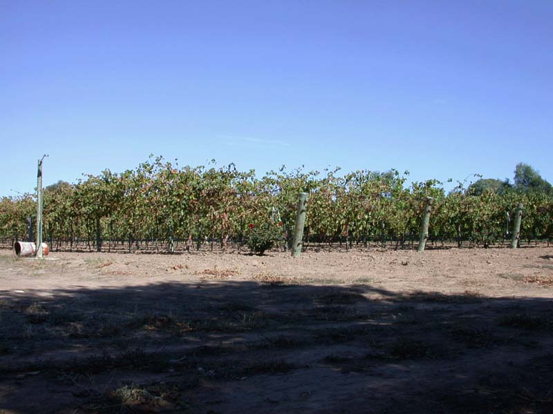 Lower vineyard 5