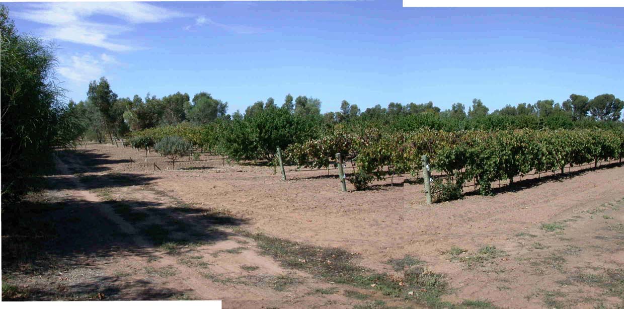 Lower vineyard panorama