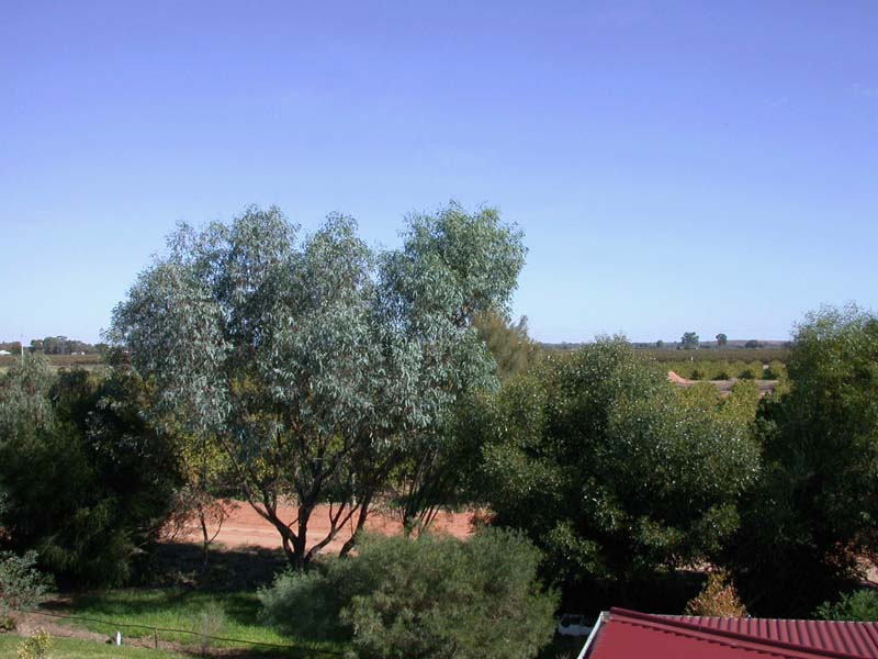 Vineyard from house roof 2