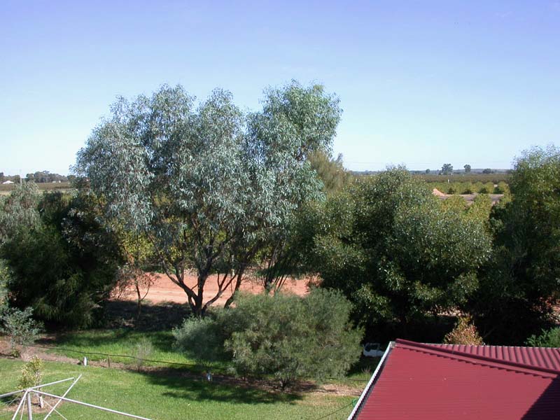Vineyard from house roof
