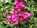 Bougainvillea