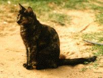 Kitty-poo, our tortoiseshell cat