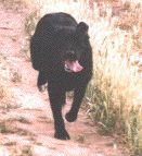 Tsunami, our black mostly-labrador