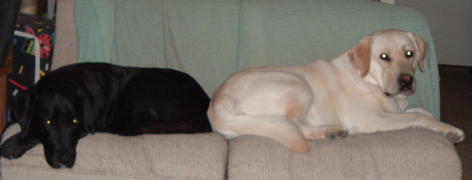 Couch-dogs, bigger than potatoes...